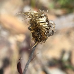 Coronidium oxylepis subsp. lanatum at Undefined Area - 28 Sep 2015 12:03 PM