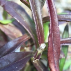 Coronidium oxylepis subsp. lanatum at Undefined Area - 28 Sep 2015 12:03 PM