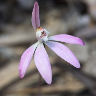 Caladenia fuscata (Dusky Fingers) at Point 5215 - 28 Sep 2015 by AaronClausen