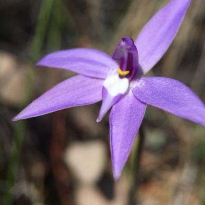 Glossodia major (Wax Lip Orchid) at Black Mountain - 28 Sep 2015 by AaronClausen