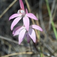 Caladenia fuscata (Dusky Fingers) at Canberra Central, ACT - 28 Sep 2015 by AaronClausen