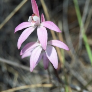 Caladenia fuscata at Canberra Central, ACT - 28 Sep 2015