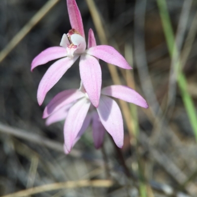 Caladenia fuscata (Dusky Fingers) at Canberra Central, ACT - 28 Sep 2015 by AaronClausen