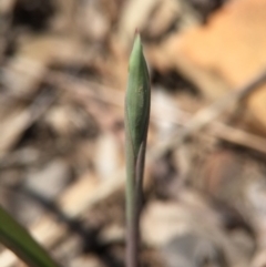 Thelymitra (Genus) (Sun Orchid) at Canberra Central, ACT - 28 Sep 2015 by AaronClausen