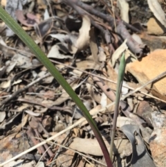 Thelymitra sp. at Canberra Central, ACT - 28 Sep 2015