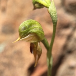 Oligochaetochilus aciculiformis at Canberra Central, ACT - 28 Sep 2015