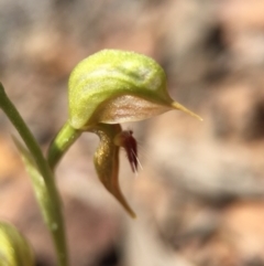 Oligochaetochilus aciculiformis at Canberra Central, ACT - 28 Sep 2015