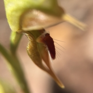 Oligochaetochilus aciculiformis at Canberra Central, ACT - 28 Sep 2015