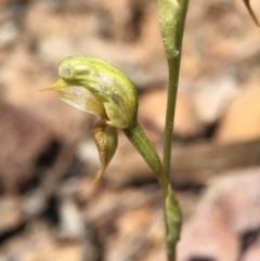 Oligochaetochilus aciculiformis at Canberra Central, ACT - 28 Sep 2015