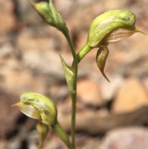 Oligochaetochilus aciculiformis at Canberra Central, ACT - 28 Sep 2015