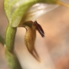 Oligochaetochilus aciculiformis (Needle-point rustyhood) at Black Mountain - 28 Sep 2015 by AaronClausen