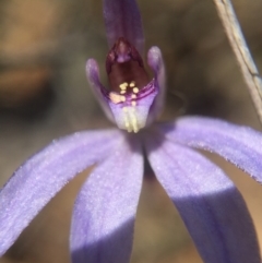 Cyanicula caerulea (Blue Fingers, Blue Fairies) at Black Mountain - 28 Sep 2015 by AaronClausen