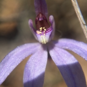 Cyanicula caerulea at Canberra Central, ACT - suppressed