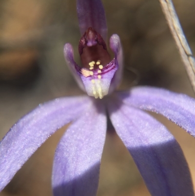 Cyanicula caerulea (Blue Fingers, Blue Fairies) at Black Mountain - 28 Sep 2015 by AaronClausen