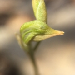 Oligochaetochilus aciculiformis (Needle-point rustyhood) at Black Mountain - 28 Sep 2015 by AaronClausen