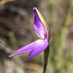 Glossodia major (Wax Lip Orchid) at Black Mountain - 28 Sep 2015 by AaronClausen