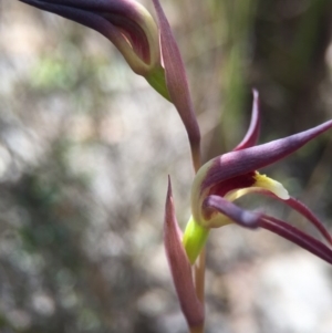 Lyperanthus suaveolens at Canberra Central, ACT - suppressed