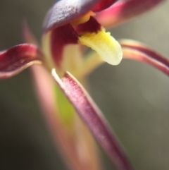 Lyperanthus suaveolens at Canberra Central, ACT - suppressed