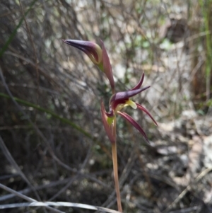 Lyperanthus suaveolens at Canberra Central, ACT - 28 Sep 2015