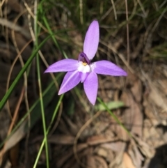 Glossodia major (Wax Lip Orchid) at Black Mountain - 28 Sep 2015 by AaronClausen