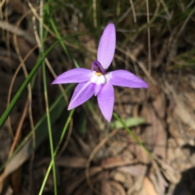 Glossodia major (Wax Lip Orchid) at Black Mountain - 28 Sep 2015 by AaronClausen