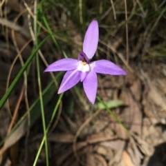 Glossodia major (Wax Lip Orchid) at Point 5515 - 28 Sep 2015 by AaronClausen