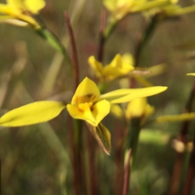 Diuris chryseopsis (Golden Moth) at Goorooyarroo NR (ACT) - 28 Sep 2015 by JasonC