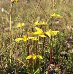 Diuris chryseopsis at Gungahlin, ACT - 28 Sep 2015