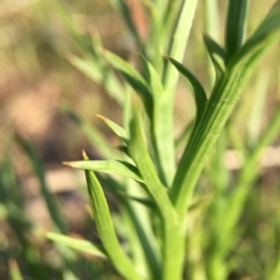 Eryngium ovinum (Blue Devil) at Goorooyarroo NR (ACT) - 28 Sep 2015 by JasonC