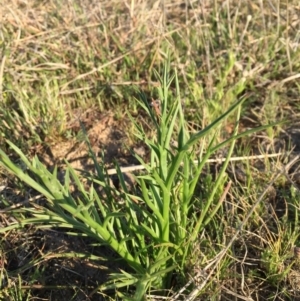 Eryngium ovinum at Gungahlin, ACT - 28 Sep 2015