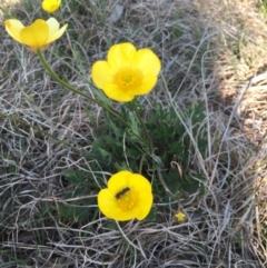 Ranunculus lappaceus (Australian Buttercup) at Goorooyarroo NR (ACT) - 28 Sep 2015 by JasonC