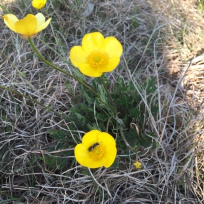 Ranunculus lappaceus (Australian Buttercup) at Gungahlin, ACT - 28 Sep 2015 by JasonC