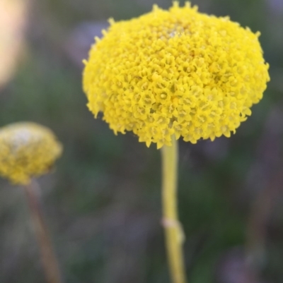 Craspedia variabilis (Common Billy Buttons) at Goorooyarroo NR (ACT) - 28 Sep 2015 by JasonC