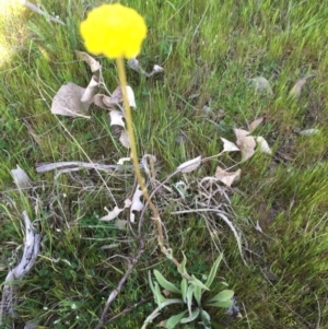 Craspedia variabilis at Gungahlin, ACT - 28 Sep 2015