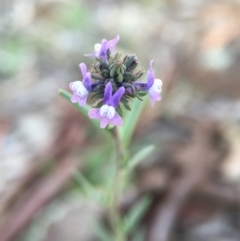 Linaria arvensis (Corn Toadflax) at Goorooyarroo NR (ACT) - 28 Sep 2015 by JasonC