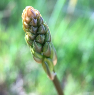 Bulbine bulbosa at Undefined - 28 Sep 2015 by JasonC