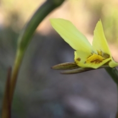 Diuris chryseopsis (Golden Moth) at Gungahlin, ACT - 28 Sep 2015 by JasonC