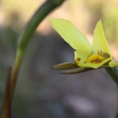 Diuris chryseopsis (Golden Moth) at Goorooyarroo NR (ACT) - 28 Sep 2015 by JasonC