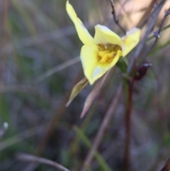 Diuris chryseopsis at Gungahlin, ACT - 28 Sep 2015