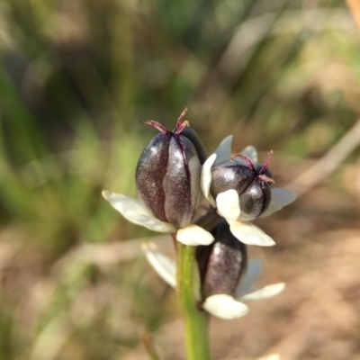 Wurmbea dioica subsp. dioica (Early Nancy) at Goorooyarroo NR (ACT) - 28 Sep 2015 by JasonC