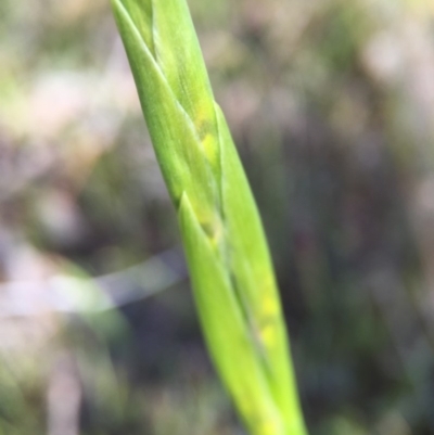 Diuris sp. (A Donkey Orchid) at Goorooyarroo NR (ACT) - 28 Sep 2015 by JasonC