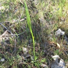 Diuris sp. at Gungahlin, ACT - suppressed