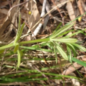 Galium aparine at Aranda, ACT - 25 Sep 2015 03:38 PM