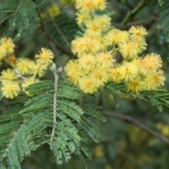 Acacia mearnsii (Black Wattle) at Paddys River, ACT - 28 Sep 2015 by RyuCallaway
