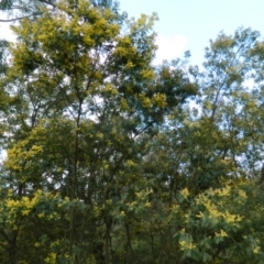 Acacia mearnsii at Paddys River, ACT - 28 Sep 2015