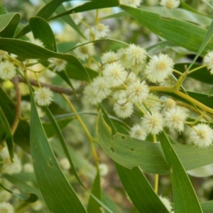 Acacia melanoxylon at Paddys River, ACT - 28 Sep 2015