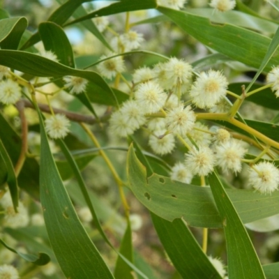 Acacia melanoxylon (Blackwood) at Paddys River, ACT - 28 Sep 2015 by RyuCallaway