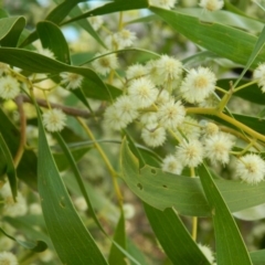 Acacia melanoxylon (Blackwood) at Paddys River, ACT - 28 Sep 2015 by RyuCallaway