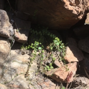 Asplenium flabellifolium at Stromlo, ACT - 29 Sep 2015