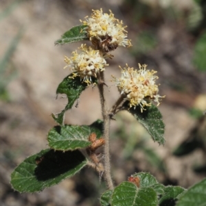 Pomaderris eriocephala at Paddys River, ACT - 27 Sep 2015